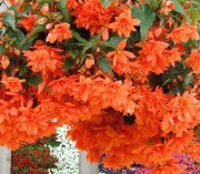 Begonia tub Illumination Orange 1